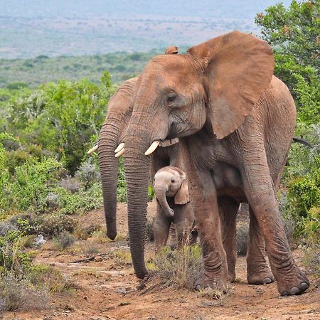 Kwandwe Private Game Reserve - Great Fish River Lodge Ґрейамстаун Екстер'єр фото