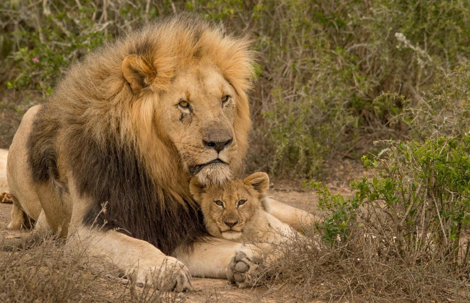 Kwandwe Private Game Reserve - Great Fish River Lodge Ґрейамстаун Екстер'єр фото