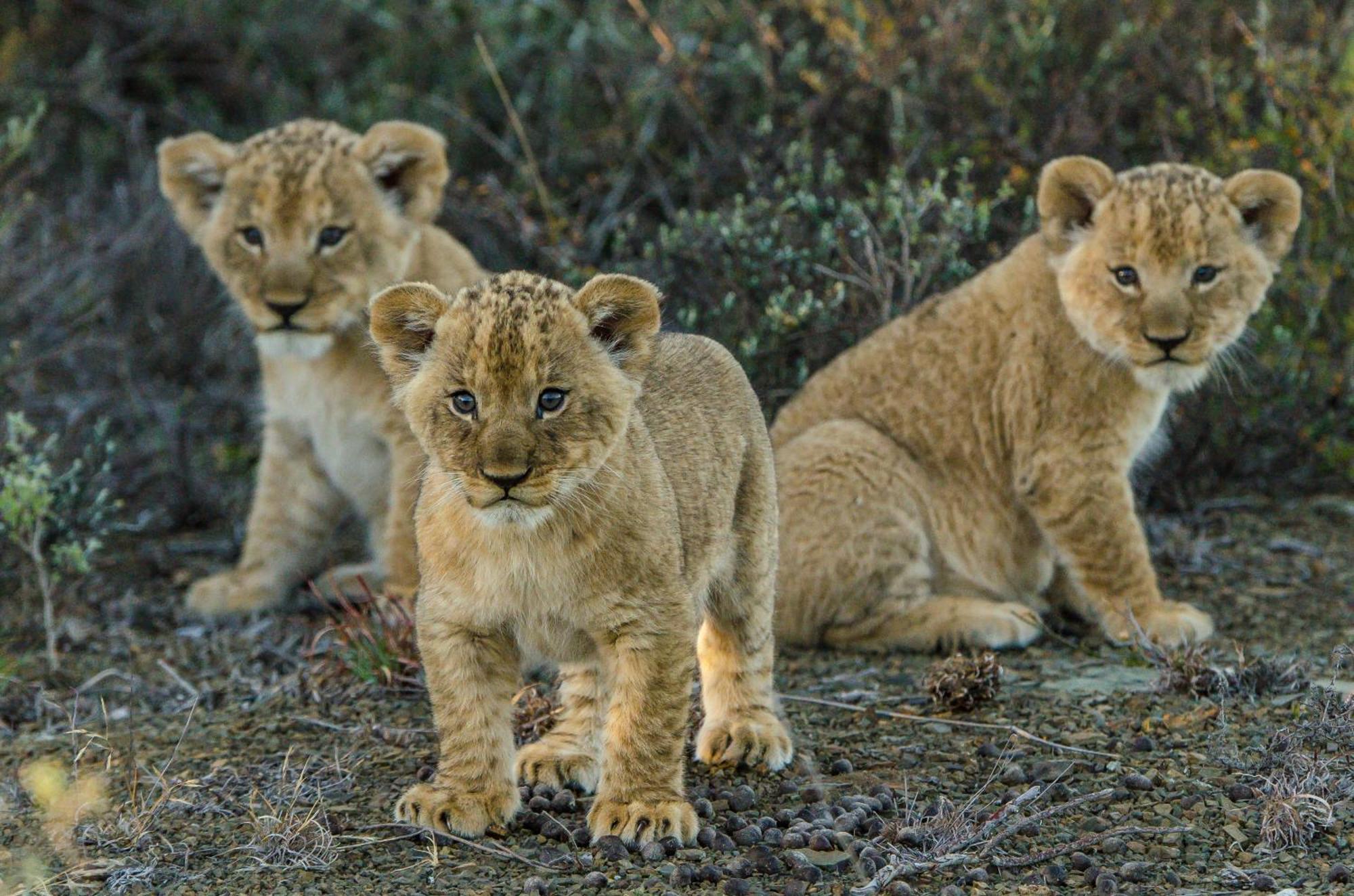 Kwandwe Private Game Reserve - Great Fish River Lodge Ґрейамстаун Екстер'єр фото