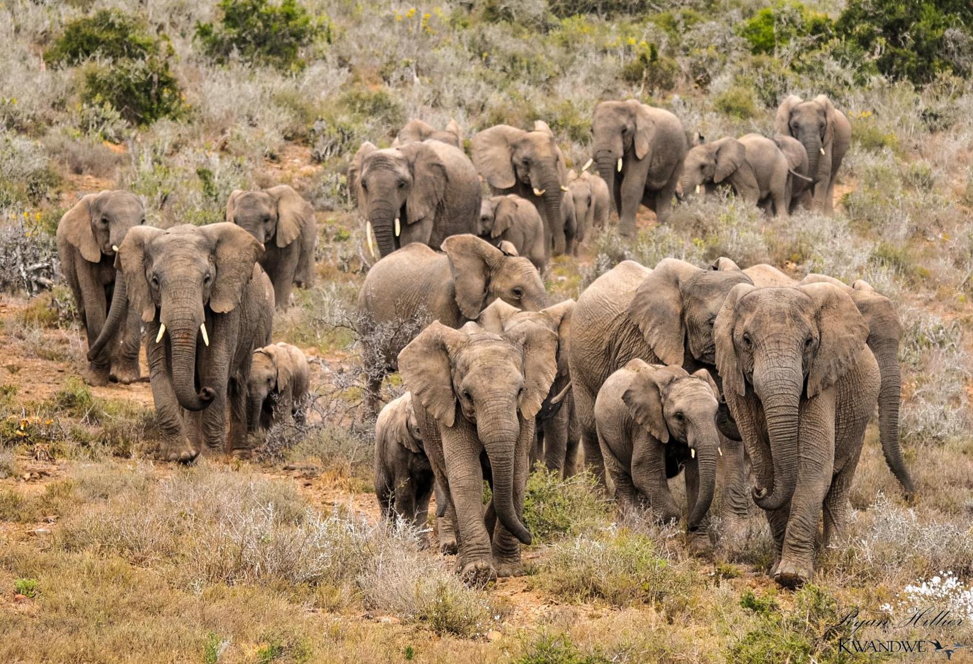 Kwandwe Private Game Reserve - Great Fish River Lodge Ґрейамстаун Екстер'єр фото