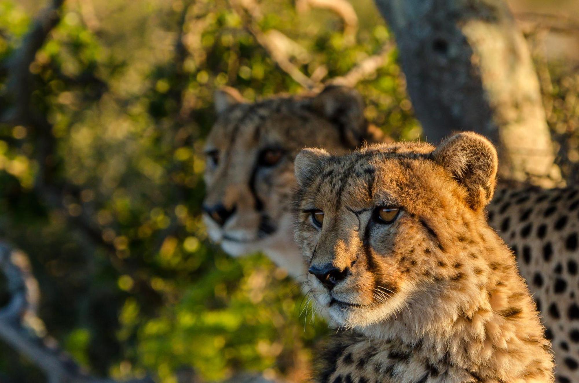 Kwandwe Private Game Reserve - Great Fish River Lodge Ґрейамстаун Екстер'єр фото