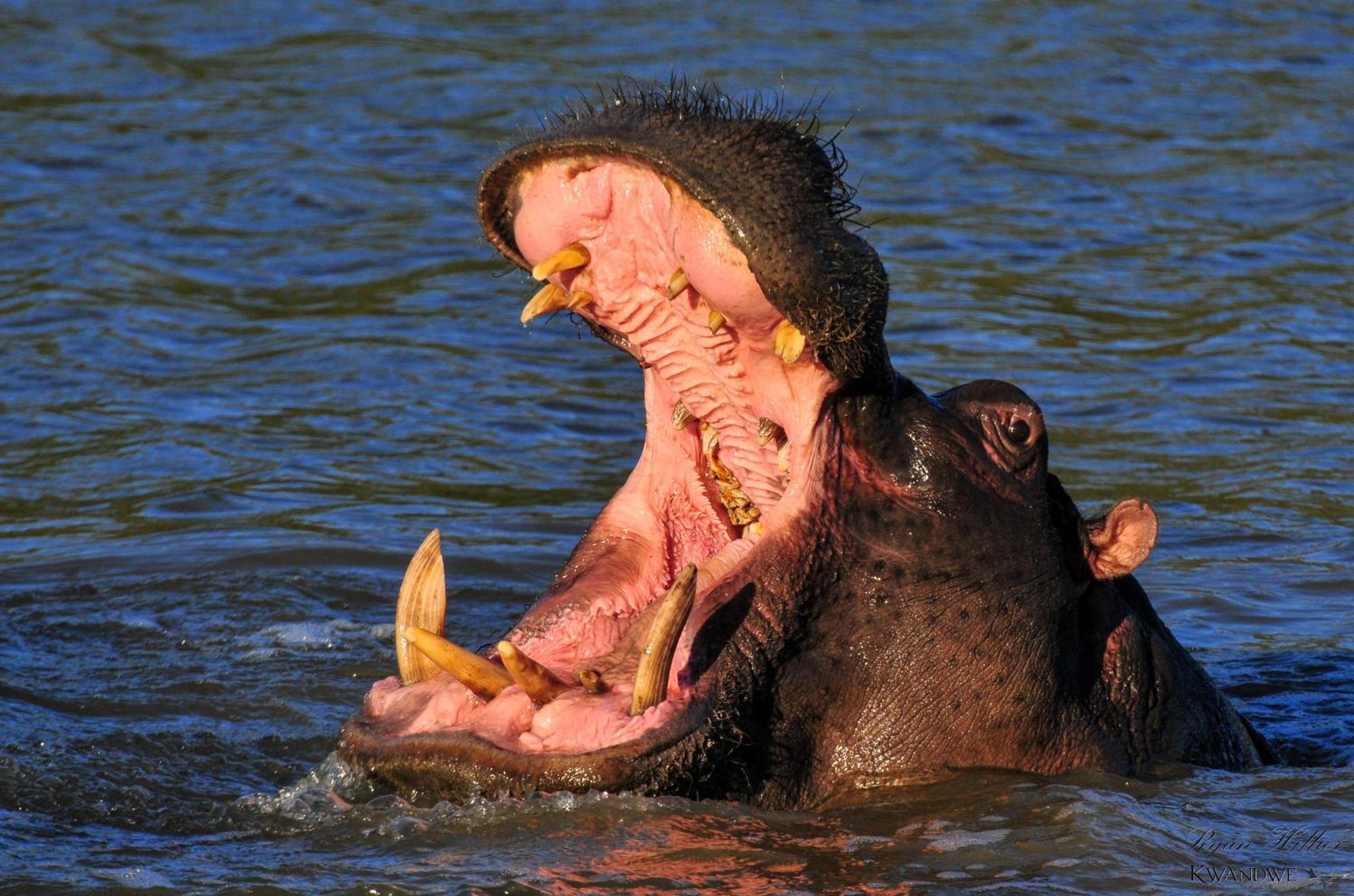 Kwandwe Private Game Reserve - Great Fish River Lodge Ґрейамстаун Екстер'єр фото