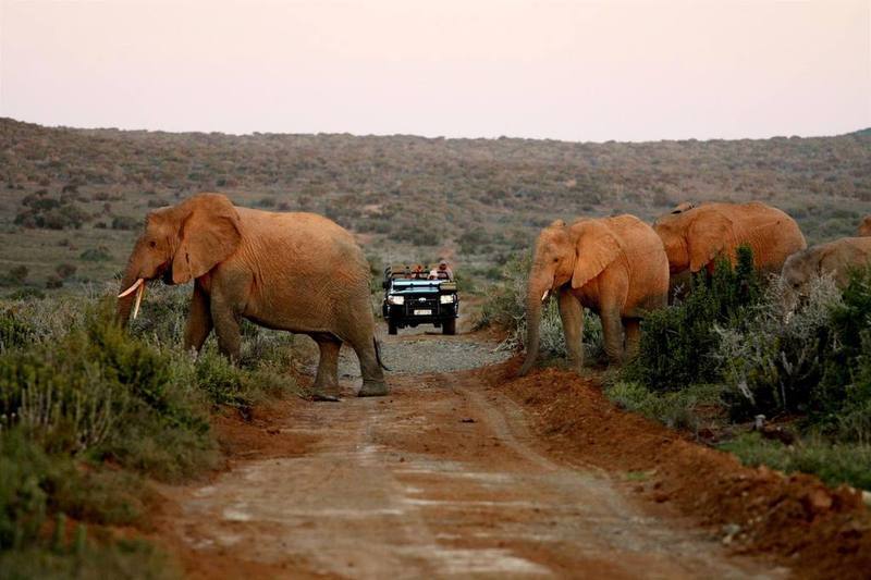 Kwandwe Private Game Reserve - Great Fish River Lodge Ґрейамстаун Екстер'єр фото