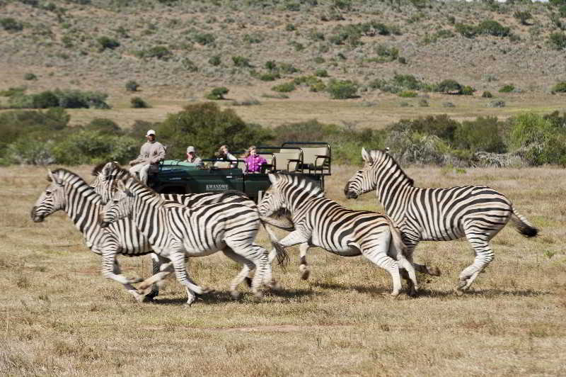 Kwandwe Private Game Reserve - Great Fish River Lodge Ґрейамстаун Екстер'єр фото
